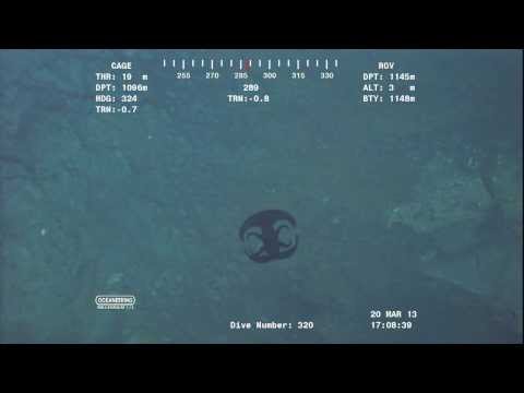 Alien looking creature transforming near Ocean floor at over 3700 feet.Video from ROV