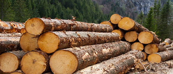 Timber and its role in Civil Engineering